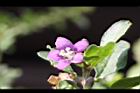 枸杞-花19.jpg