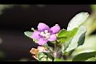 枸杞-花20.jpg