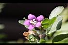 枸杞-花21.jpg