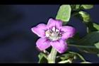 枸杞-花22.jpg