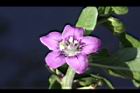 枸杞-花24.jpg