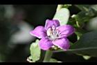 枸杞-花28.jpg