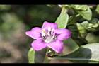 枸杞-花29.jpg