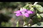 枸杞-花31.jpg