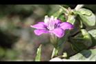 枸杞-花32.jpg