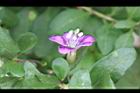 枸杞-花33.jpg