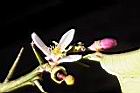 枸櫞-花00.jpg