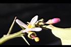 枸櫞-花01.jpg