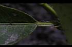 枸櫞-葉柄-窄翼2.JPG