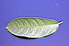枸櫞-葉正2.jpg