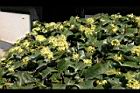 枸骨-花07.JPG
