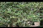 枸骨10.JPG