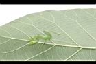 寬腹螳螂03.JPG