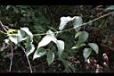 柱果鐵線蓮-葉序5.jpg