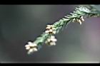 柳杉-雄花00.jpg