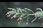 柳杉-雄花01.jpg