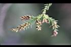 柳杉-雄花02.jpg