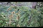 柳杉-雄花08.jpg