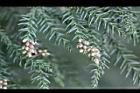 柳杉-雌花00.jpg