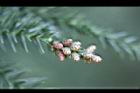 柳杉-雌花01.jpg