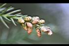 柳杉-雌花02.jpg