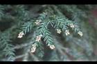 柳杉-雌花03.jpg