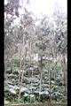 柳杉11.JPG