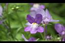 柳穿魚-紫花03.JPG