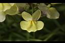 柳穿魚-黃花15.JPG