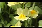 柳穿魚-黃花10.JPG