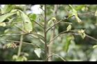 柳葉山茶-宿萼05.JPG