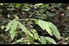 柳葉山茶-宿萼08.JPG