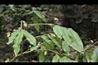 柳葉山茶-宿萼09.JPG