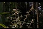 柳葉山茶-幼葉00.JPG