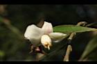 柳葉山茶-花10.JPG