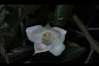 柳葉山茶-花13.JPG