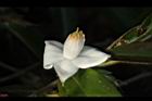柳葉山茶-花16.JPG