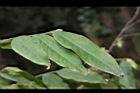 柳葉山茶-葉13.JPG