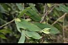 柳葉山茶-葉15.JPG