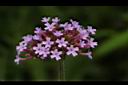 柳葉馬鞭草-花02.JPG