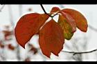 柿子-紅葉03.jpg