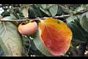 柿子-紅實03.JPG