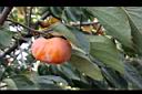 柿子-紅實07.JPG
