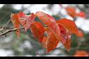 柿子-紅葉4.jpg