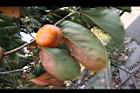 柿子-紅實11.JPG