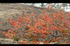 柿子-紅葉00.jpg