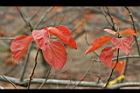 柿子-紅葉01.jpg