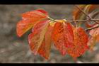 柿子-紅葉04.jpg