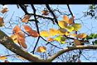 柿子-紅葉10.JPG