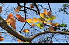 柿子-紅葉11.JPG